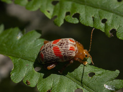 Podontia