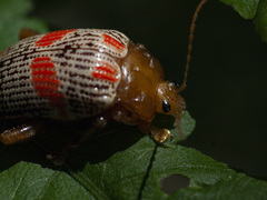 Podontia
