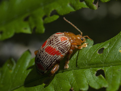 Podontia