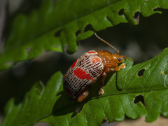 Podontia