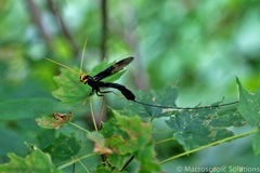Megarhyssa atrata