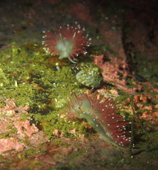 Carronella pellucida