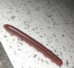 Trigoniulus corallinus