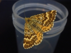 Dasyuris partheniata