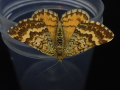 Dasyuris partheniata