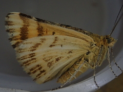 Dasyuris partheniata