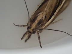 Orocrambus tritonellus