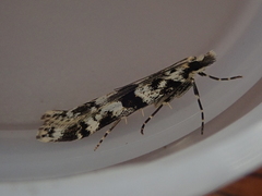 Eudonia torodes