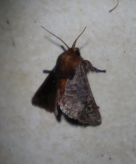 Doratifera stenora