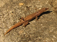 Sphaerodactylus