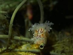 Dendronotus lacteus