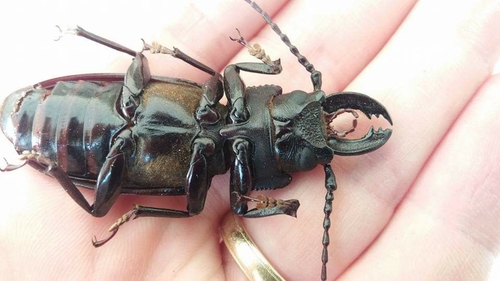 Mallodon downesii
