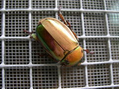 Pelidnota centroamericana