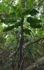 Monsteroideae