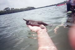 Ogcocephalidae
