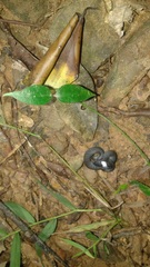 Pareas margaritophorus