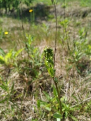 Erigeron acris droebachiensis