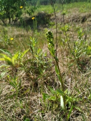 Erigeron acris droebachiensis