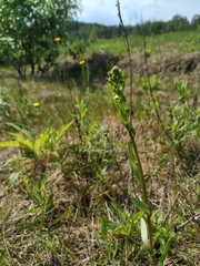Erigeron acris droebachiensis
