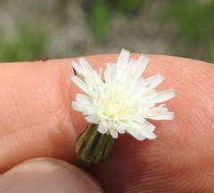 Lactuca inermis