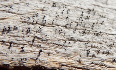 Caliciaceae