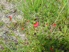 Hermannia erodioides