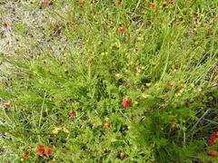 Hermannia erodioides