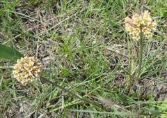 Cordylogyne globosa