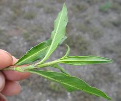 Persicaria madagascariensis
