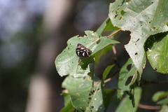 Phaedyma columella singa