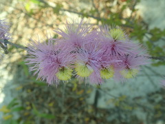 Dichrostachys