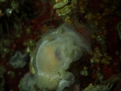 Goniodoris nodosa