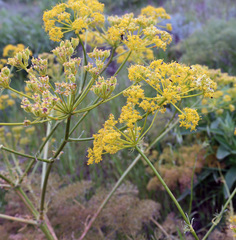 Prangos ferulacea