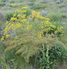 Prangos ferulacea