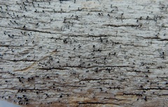 Caliciaceae