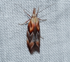 Deigmoesta lithocosma