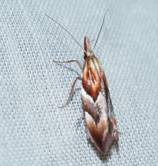 Deigmoesta lithocosma