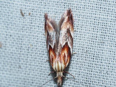 Deigmoesta lithocosma