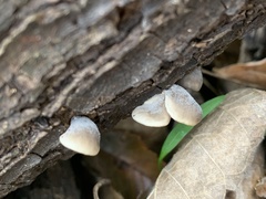 Hohenbuehelia grisea