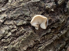 Hohenbuehelia grisea