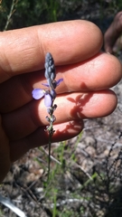 Comesperma defoliatum