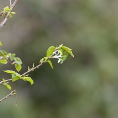 Turraea pubescens