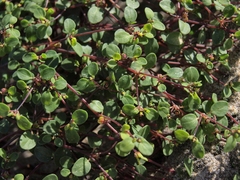 Euphorbia vizcainensis