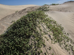 Euphorbia vizcainensis