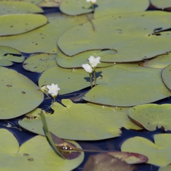 Nymphoides indica