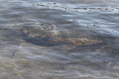 Rhynchobatus australiae