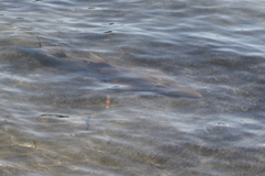 Rhynchobatus australiae