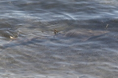 Rhynchobatus australiae