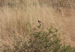 Saxicola maurus