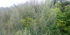 Artemisia vulgaris